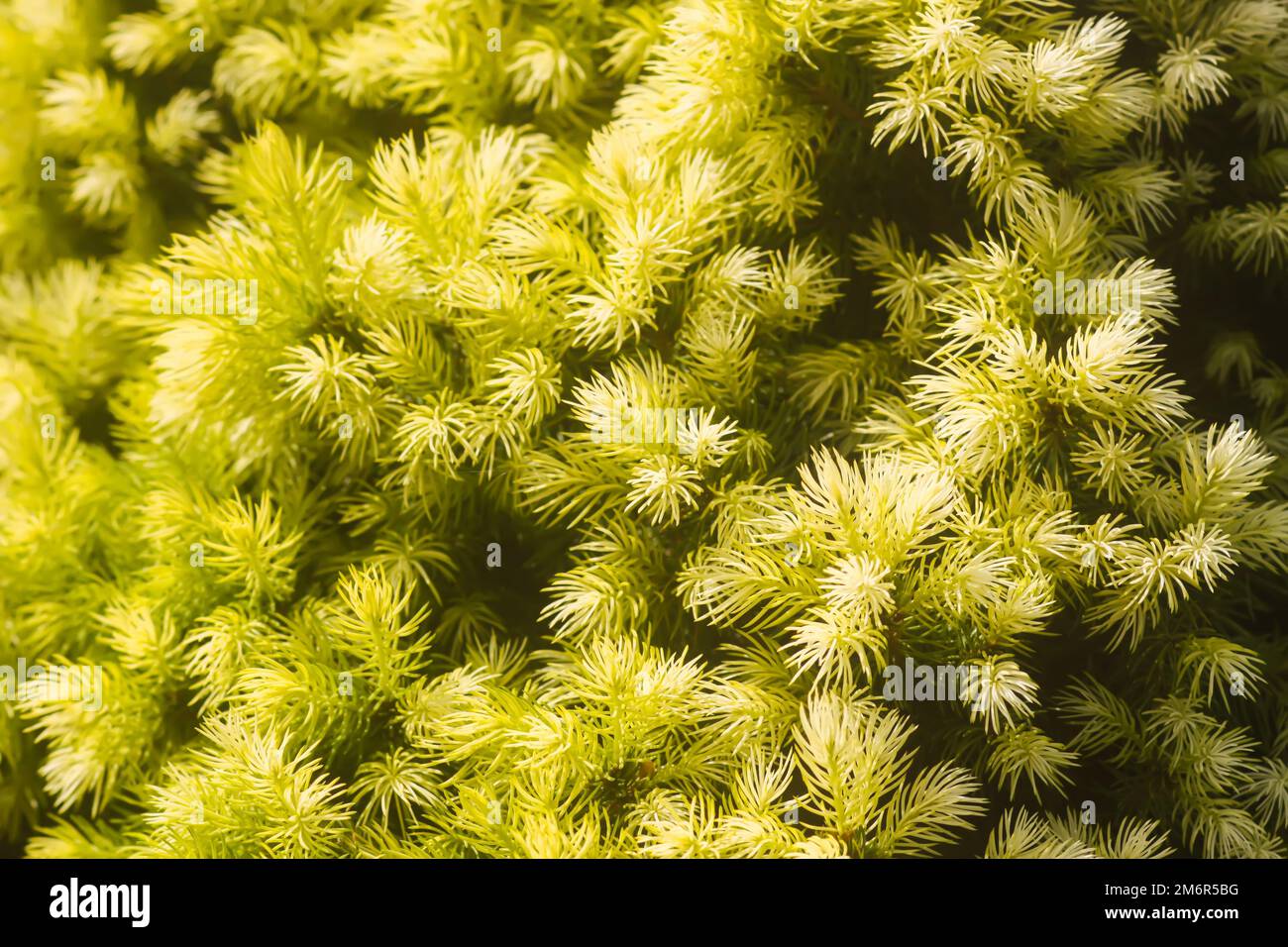 Spruce trees in a summer park. Evergreen trees close up in sunlight. Stock Photo