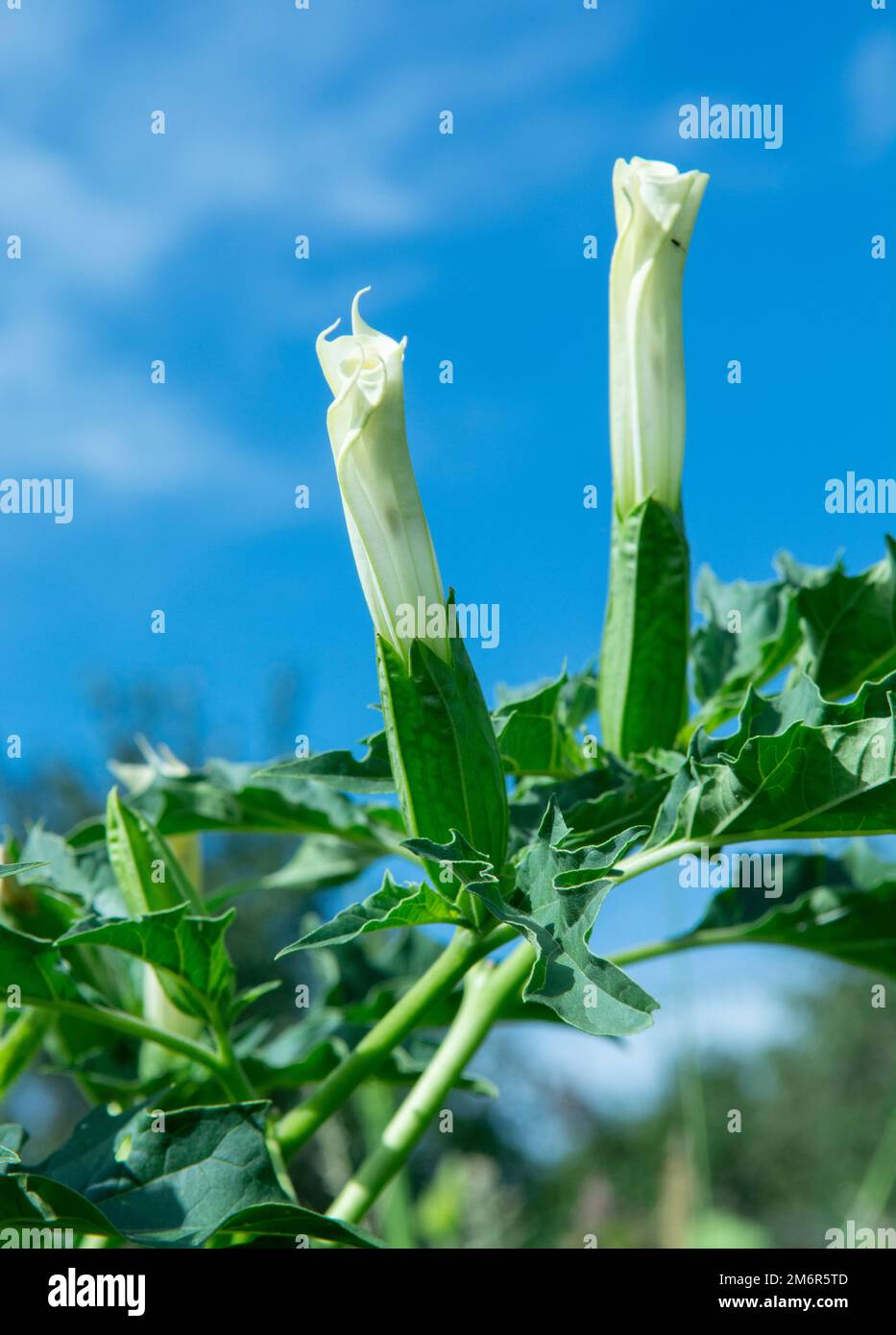 Hallucinogen plant Devil's Trumpet (Datura stramonium). White flower of  Jimsonweed ( Jimson weed ), Thorn apple or Devil's snar Stock Photo