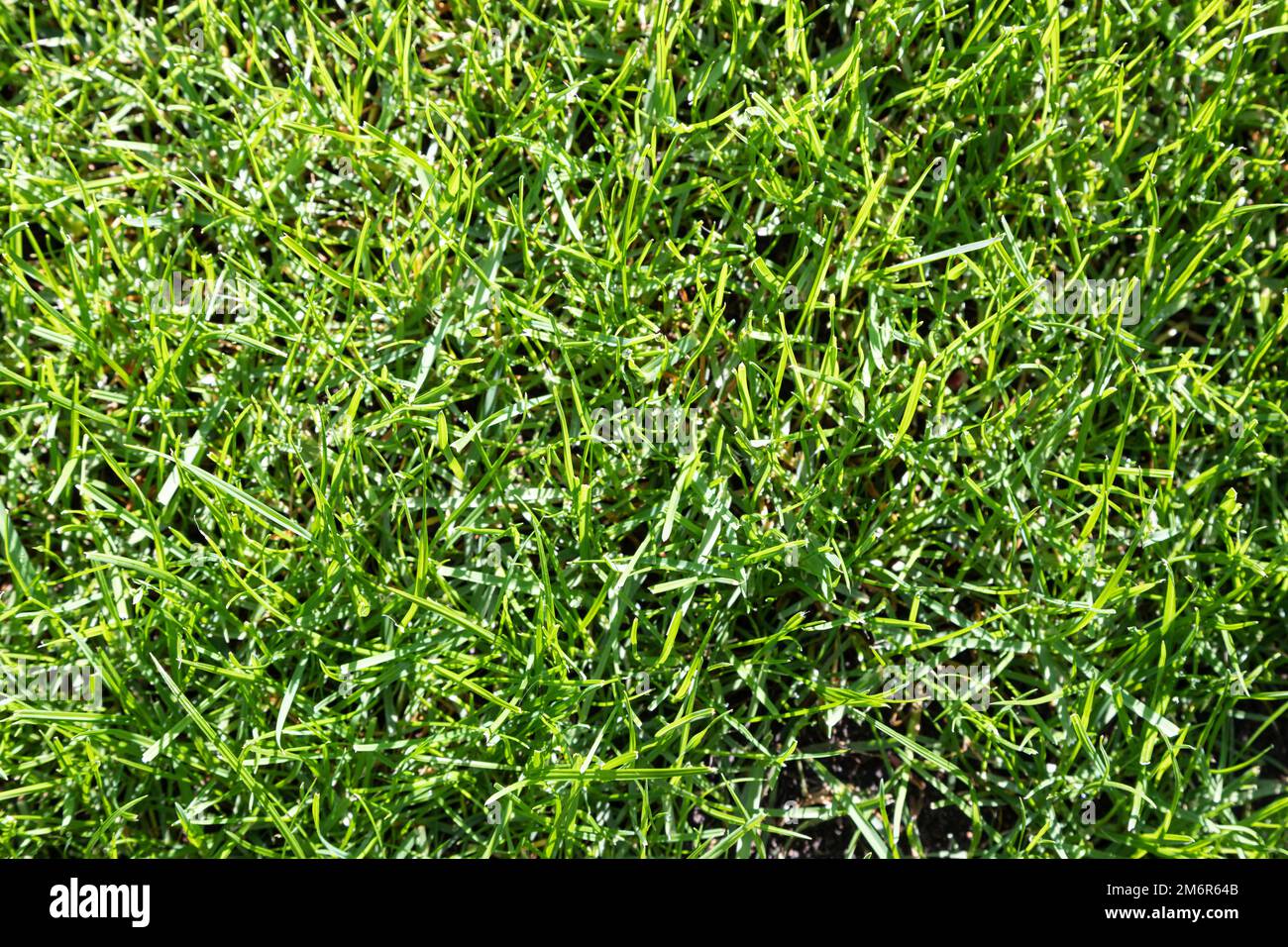 Green grass texture Stock Photo