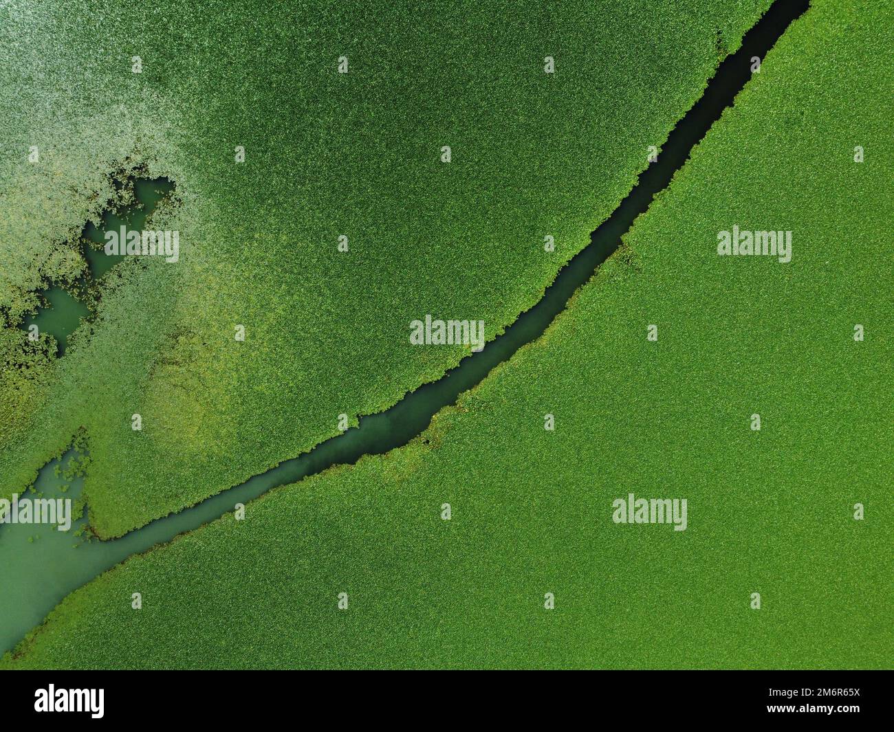 Aerial view of wetlands in Skadar lake. Boat road between by green lily pads, water chestnut, trap, moss covering the water national park, summer in M Stock Photo