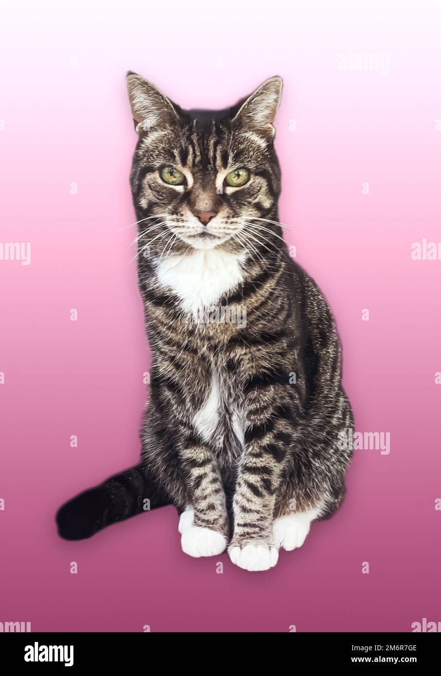 Beautiful female tabby cat, lovely adorable pet Stock Photo