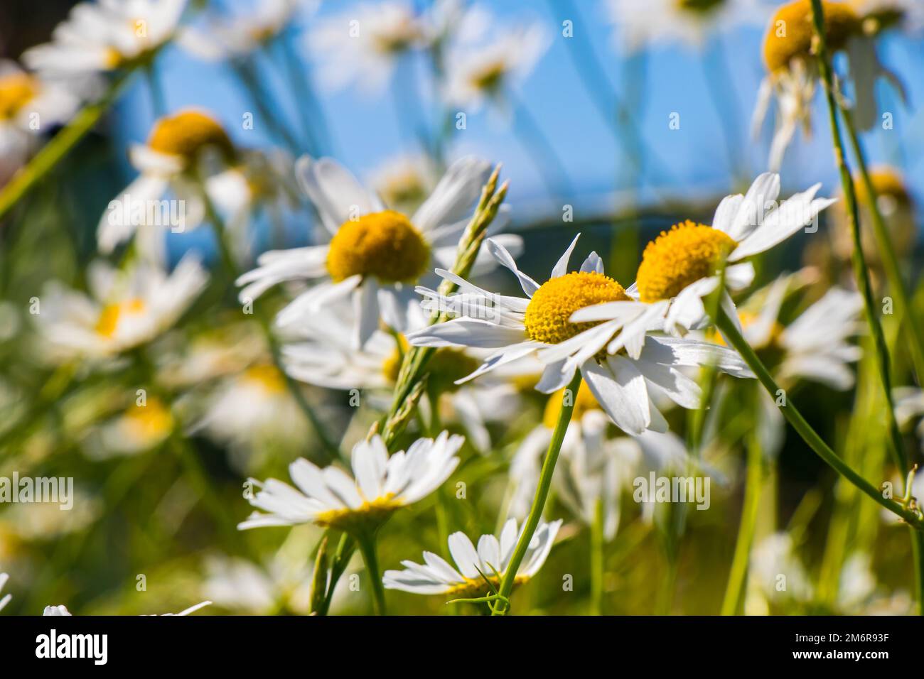 Beautiful Chamomile Fields with white flowers blooming in sun Stock ...