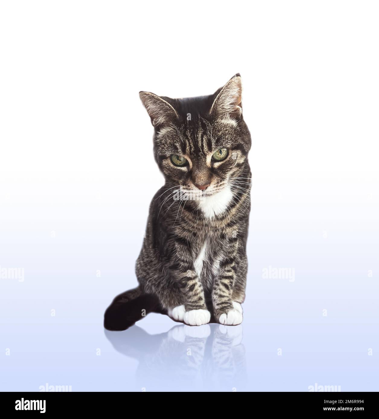 Beautiful Female Tabby Cat Lovely Adorable Pet Stock Photo Alamy beautiful-female-tabby-cat-lovely-adorable-pet-stock-photo-alamy