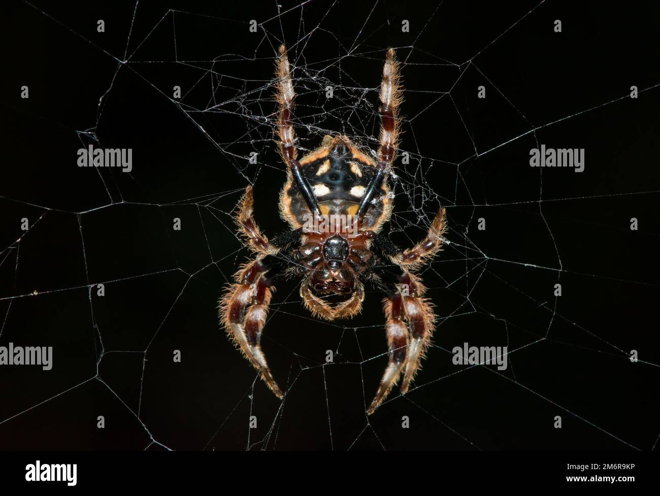 Common bark spider hi-res stock photography and images - Alamy
