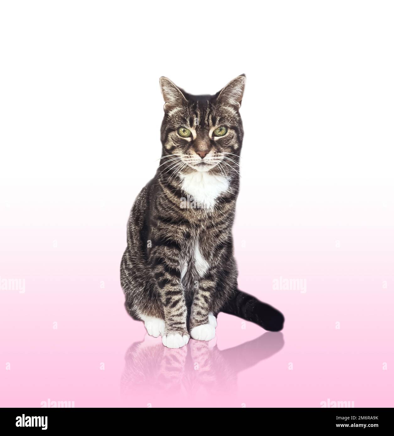 Beautiful female tabby cat, lovely adorable pet Stock Photo