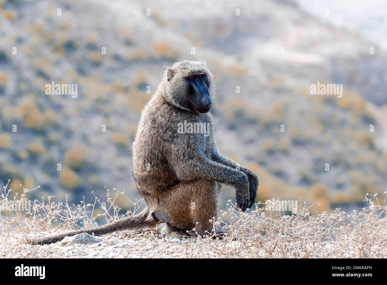 Chacma baboon, Ethiopia, Africa wildlife Stock Photo