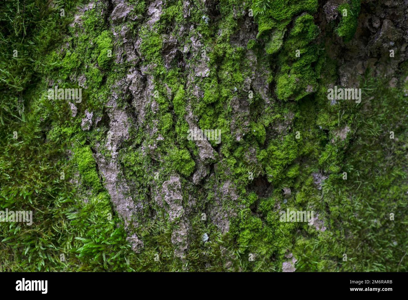 Wood bark with green moss, texture, background. Stock Photo