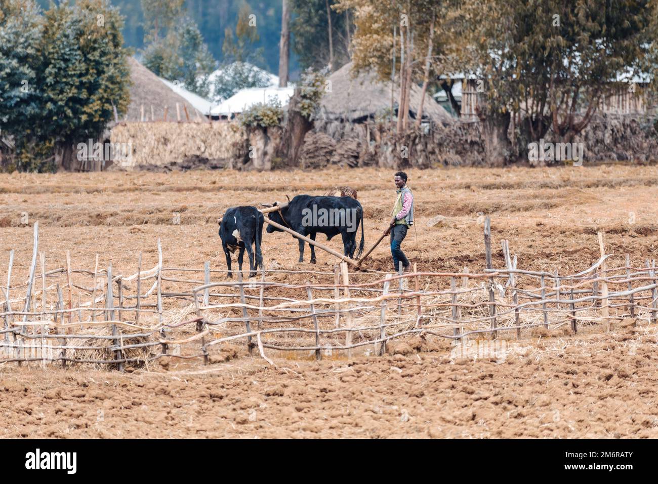 Ethiopian farmer plows fields with cows Stock Photo
