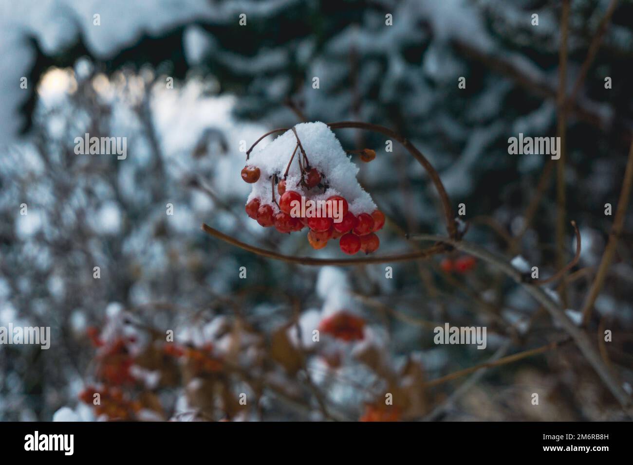Close up of snow covered red berries on the branch of a shrub Stock Photo