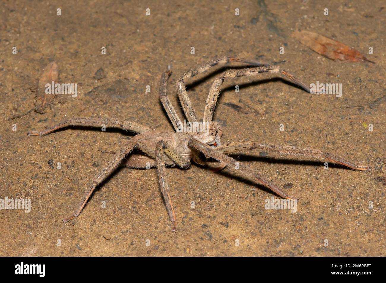 39 African Rain Spider Images, Stock Photos, 3D objects, & Vectors