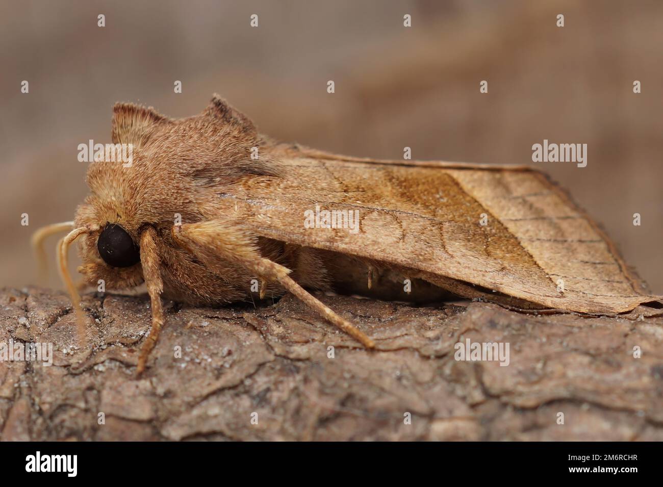 Natural closeup on the lightbrown rosy rustic potato skin borer owlet moth ,Hydraecia micacea sitting on wood Stock Photo