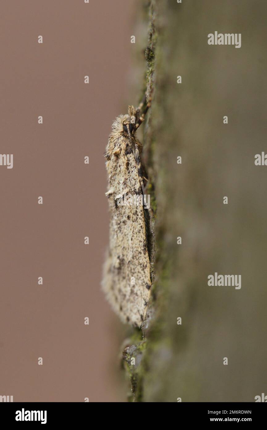 Detailed closeup on a male of the March dagger moth, Diurnea fagella hanging on a bark of a tree Stock Photo