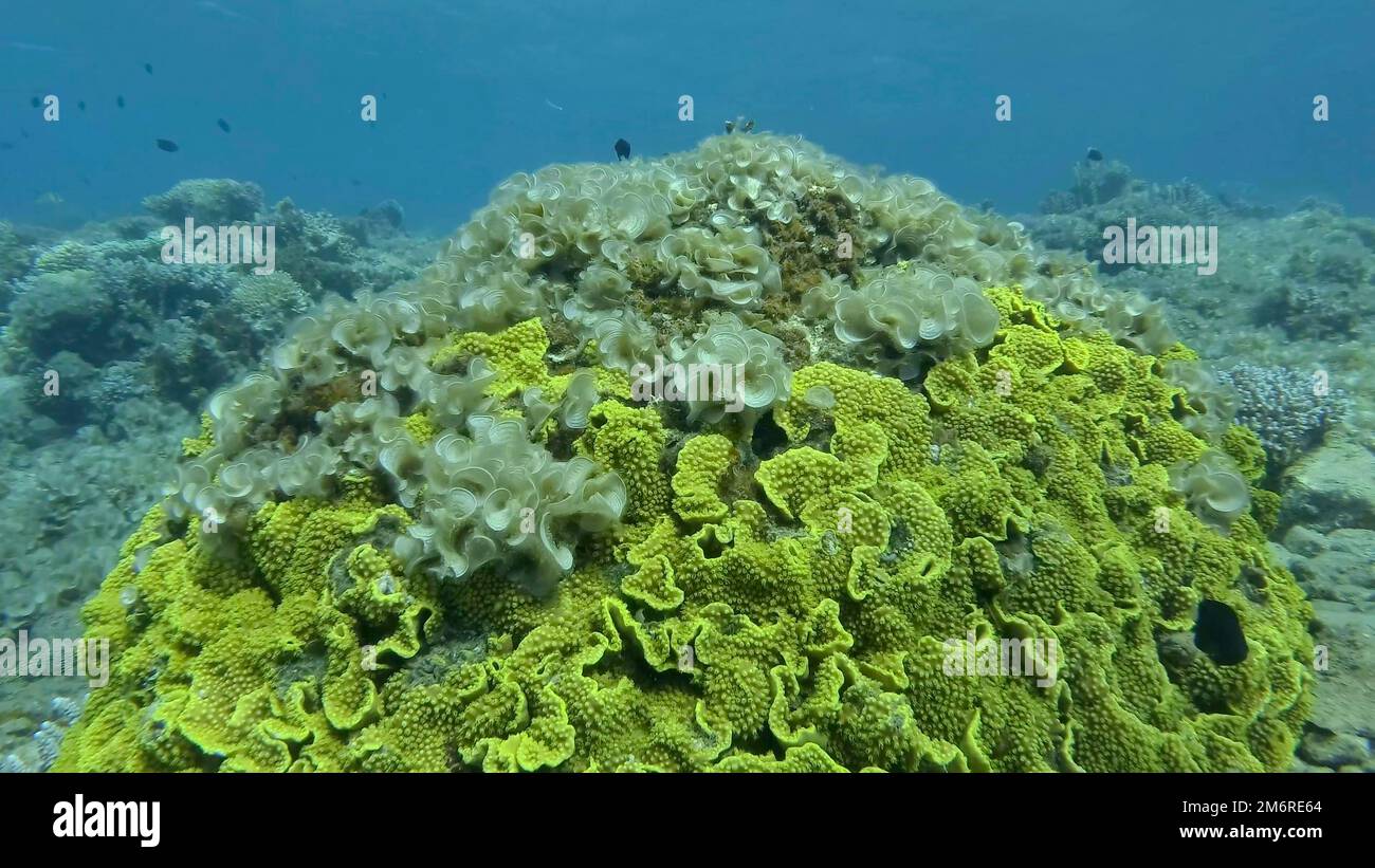 Brown alga (Padina pavonica) Peacock's Tail covered coral reefes. The once beautiful coral reef is overgrown with algae as a result of eutrophication Stock Photo
