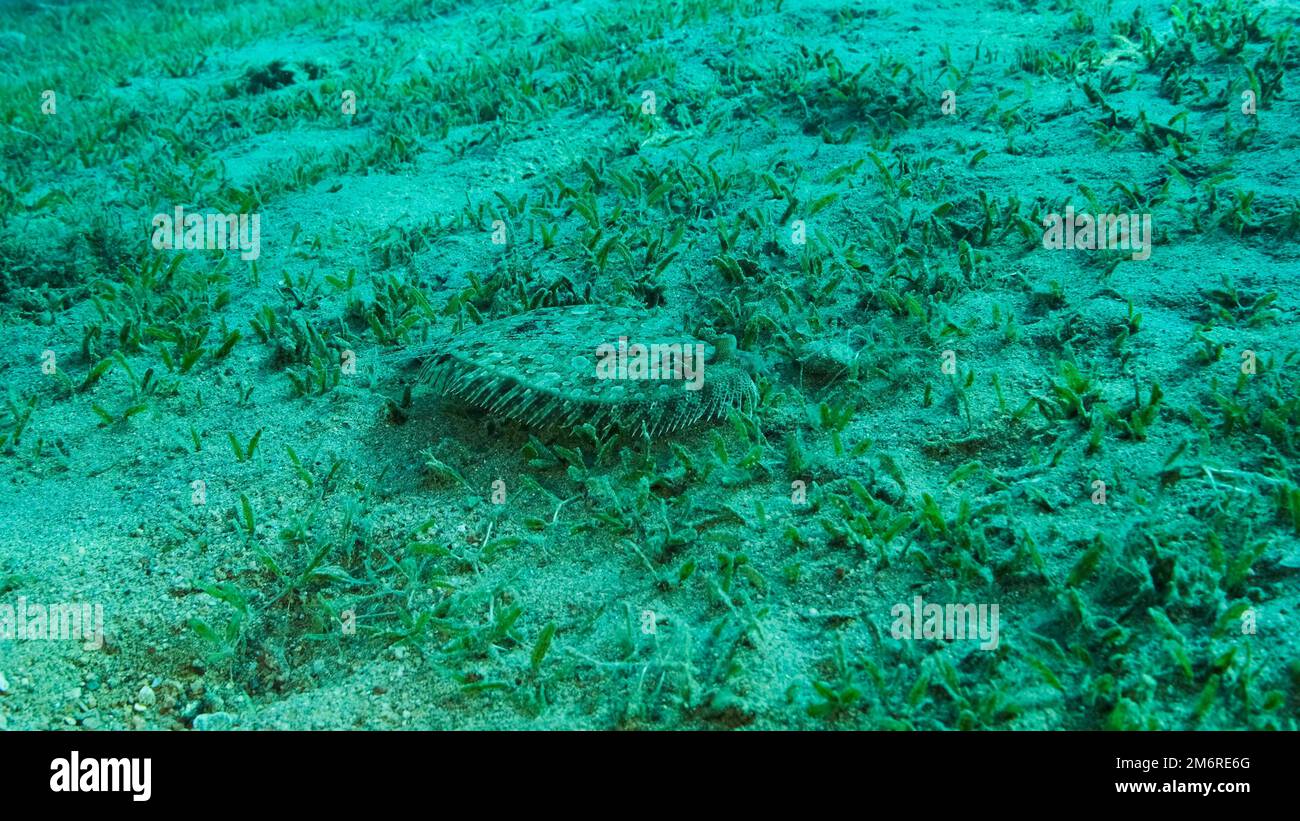 Closeup of the Flounder fish lie on green seagrass. Leopard flounder (Bothus pantherinus) or Panther flounder . Red Sea, Egypt Stock Photo