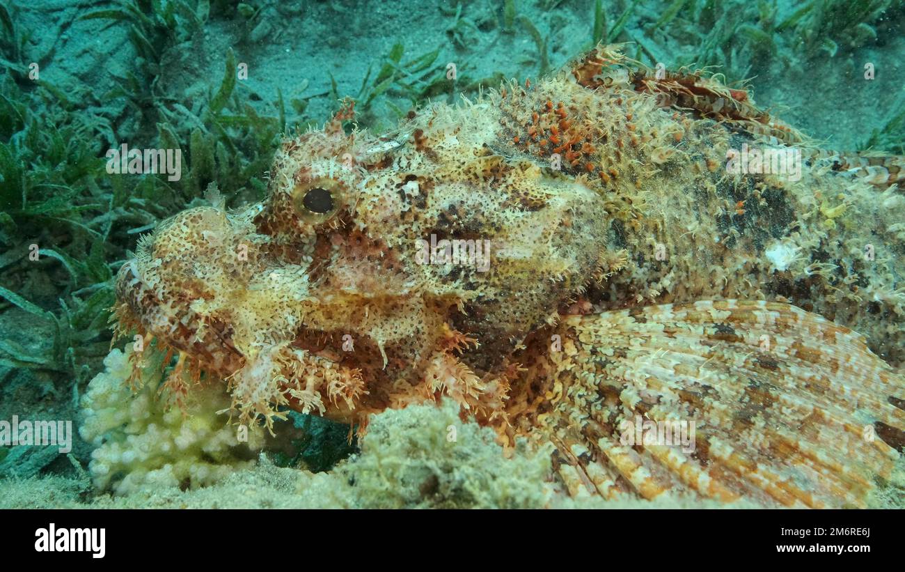 Scorpion fish lie on the reef. Bearded Scorpionfish (Scorpaenopsis barbata) . Red sea, Egypt Stock Photo