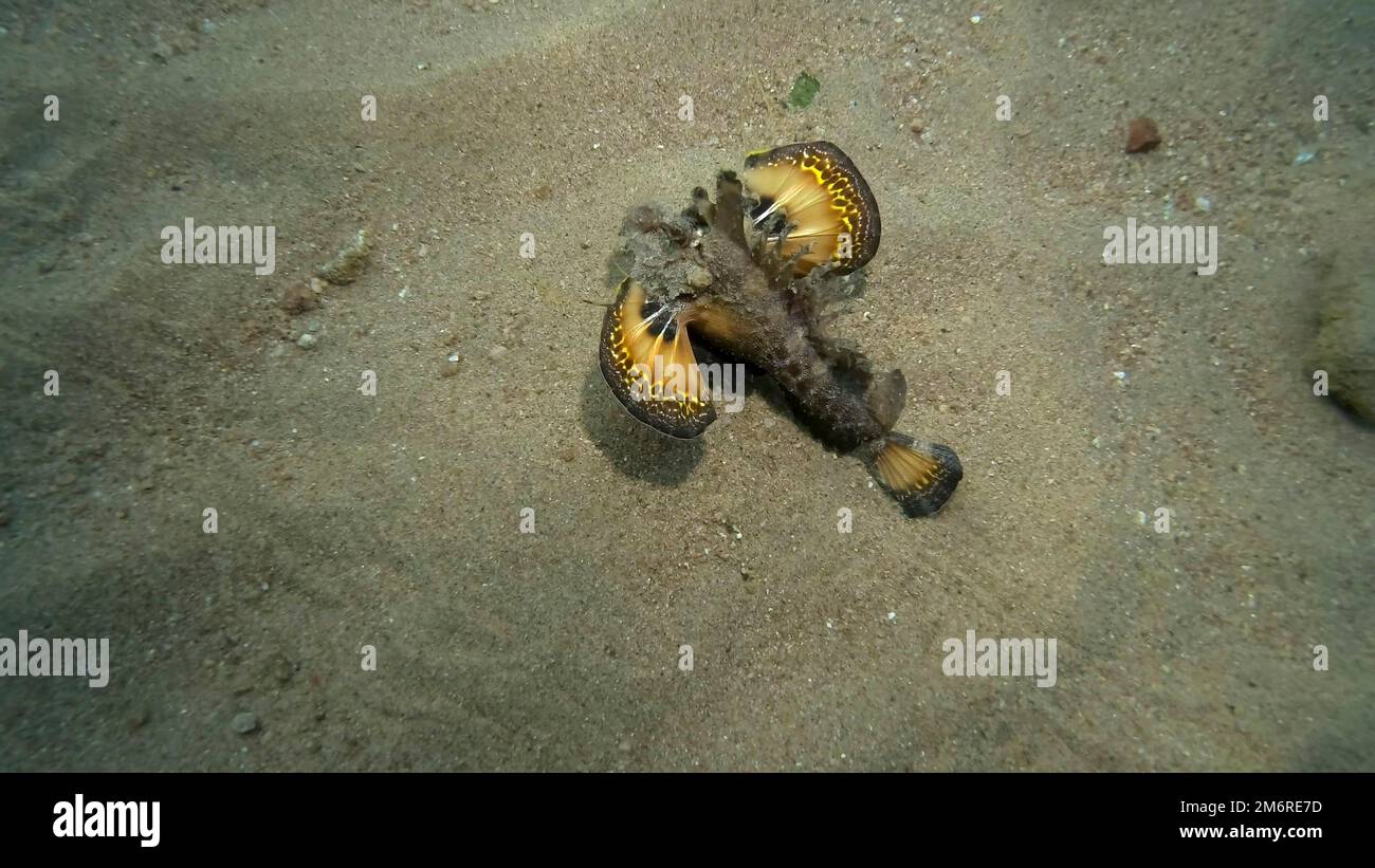 Demon Stinger (Inimicus didactylus) walks on sandy bottom. Bearded Ghoul, Sea Goblin or Devilfish Red sea, Egypt Stock Photo