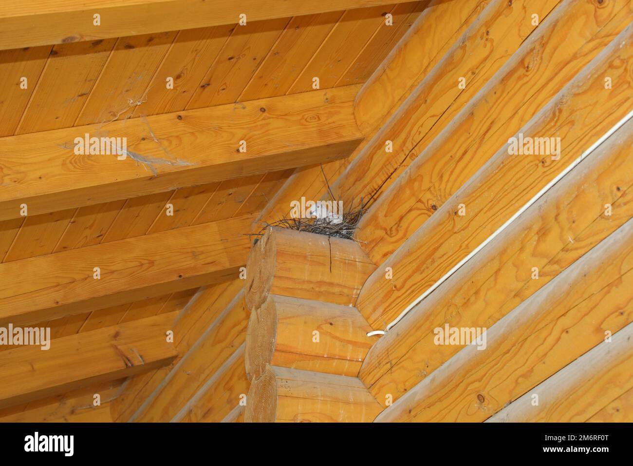 Eurasian Collared Dove (Streptopelia decaocto) in the nest on the beam of a wooden house, Bavaria, Germany Stock Photo