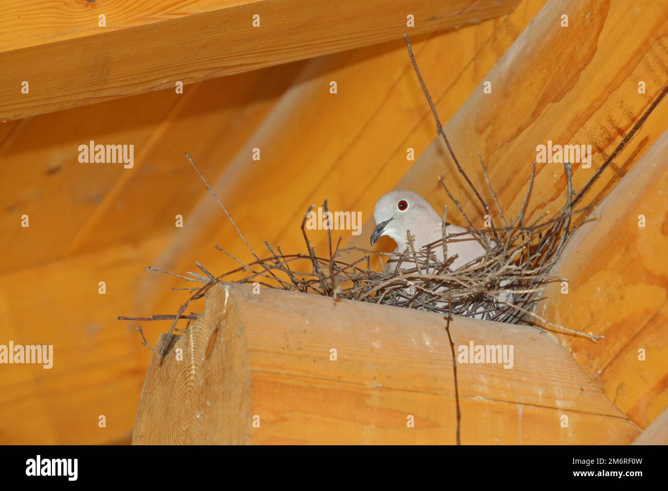 Eurasian Collared Dove (Streptopelia decaocto) in the nest on the beam of a wooden house, Bavaria, Germany Stock Photo