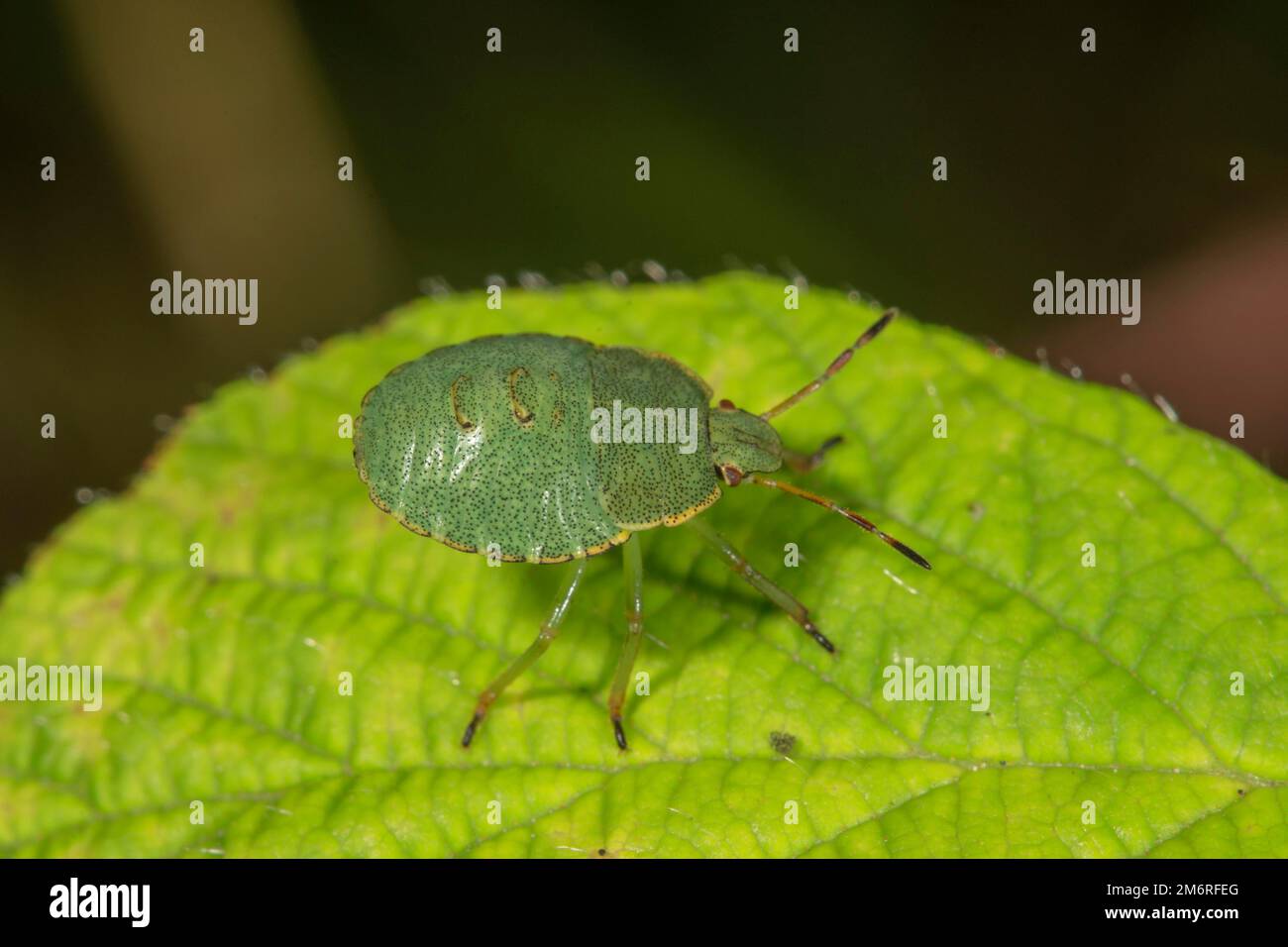 Green shield bug (Palomena prasina) in fourth larval stage, Baden-Wuerttemberg, Germany Stock Photo
