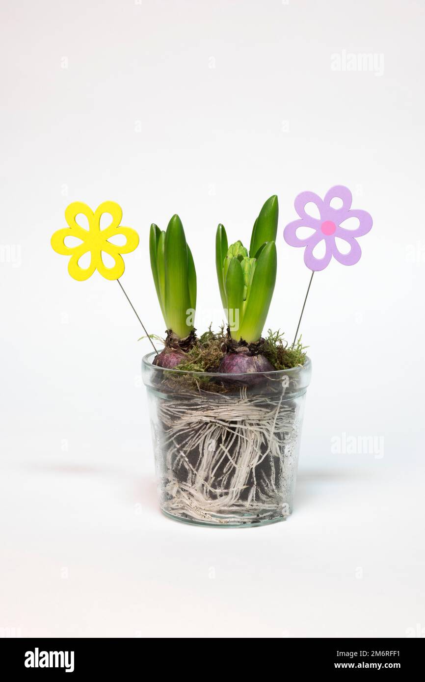 Garden hyacinth (Hyacinthus orientalis hybride) in glass pot, tubers, roots, studio photography, flower deco made of wood Stock Photo