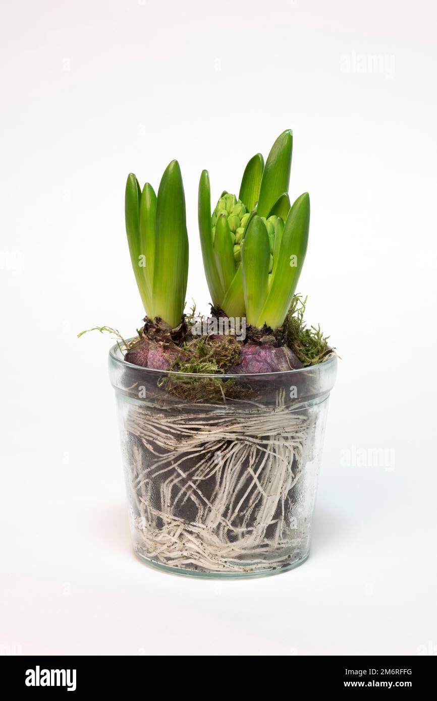 Garden hyacinth (Hyacinthus orientalis hybride) in glass pot, tubers, roots, studio photography Stock Photo