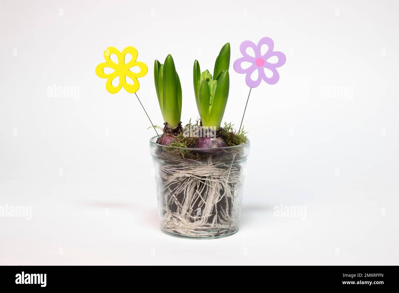 Garden hyacinth (Hyacinthus orientalis hybride) in glass pot, tubers, roots, studio photography, flower deco made of wood Stock Photo