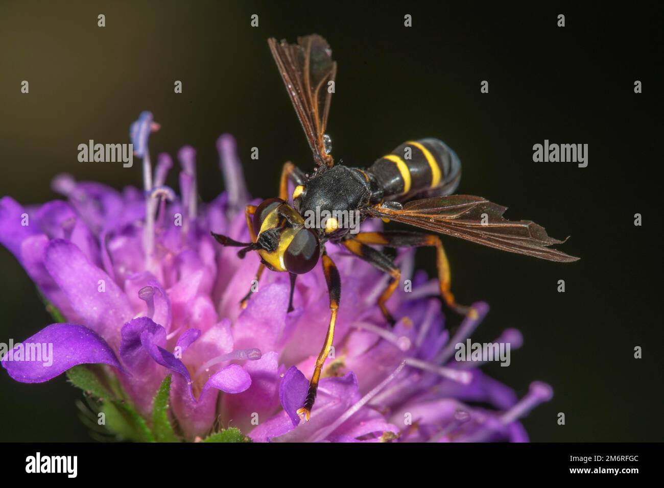 Dichoptic fly (Conops flavipes) on forest widow's-flower (Knautia dipsacifolia), Baden-Wuerttemberg, Germany Stock Photo