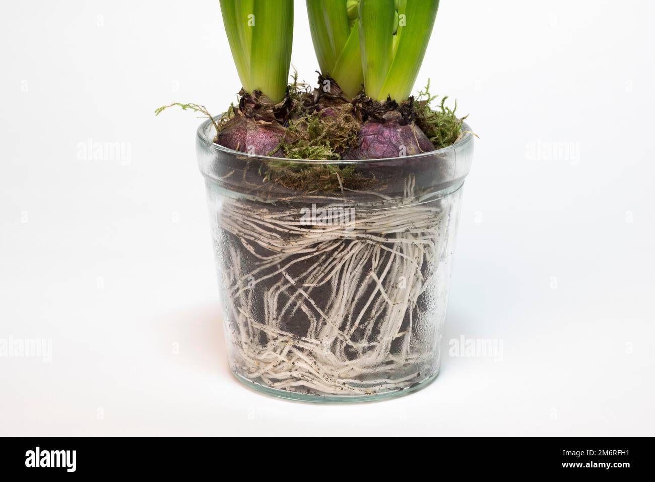 Garden hyacinth (Hyacinthus orientalis hybride) in glass pot, tubers, roots, studio photography, detail Stock Photo