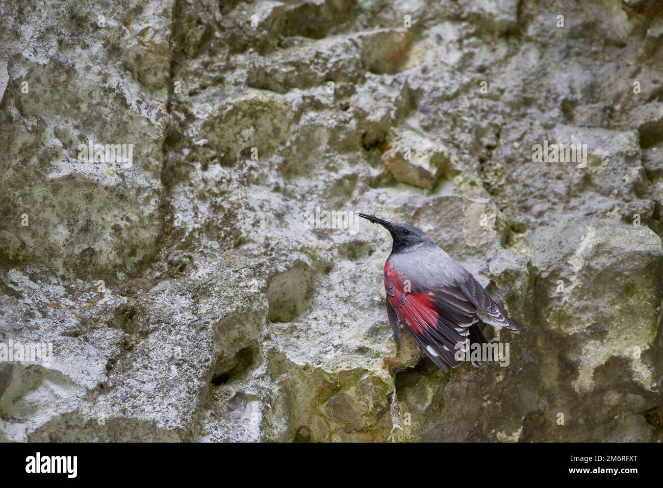 Wallcreeper Bird Hi res Stock Photography And Images Alamy wallcreeper-bird-hi-res-stock-photography-and-images-alamy