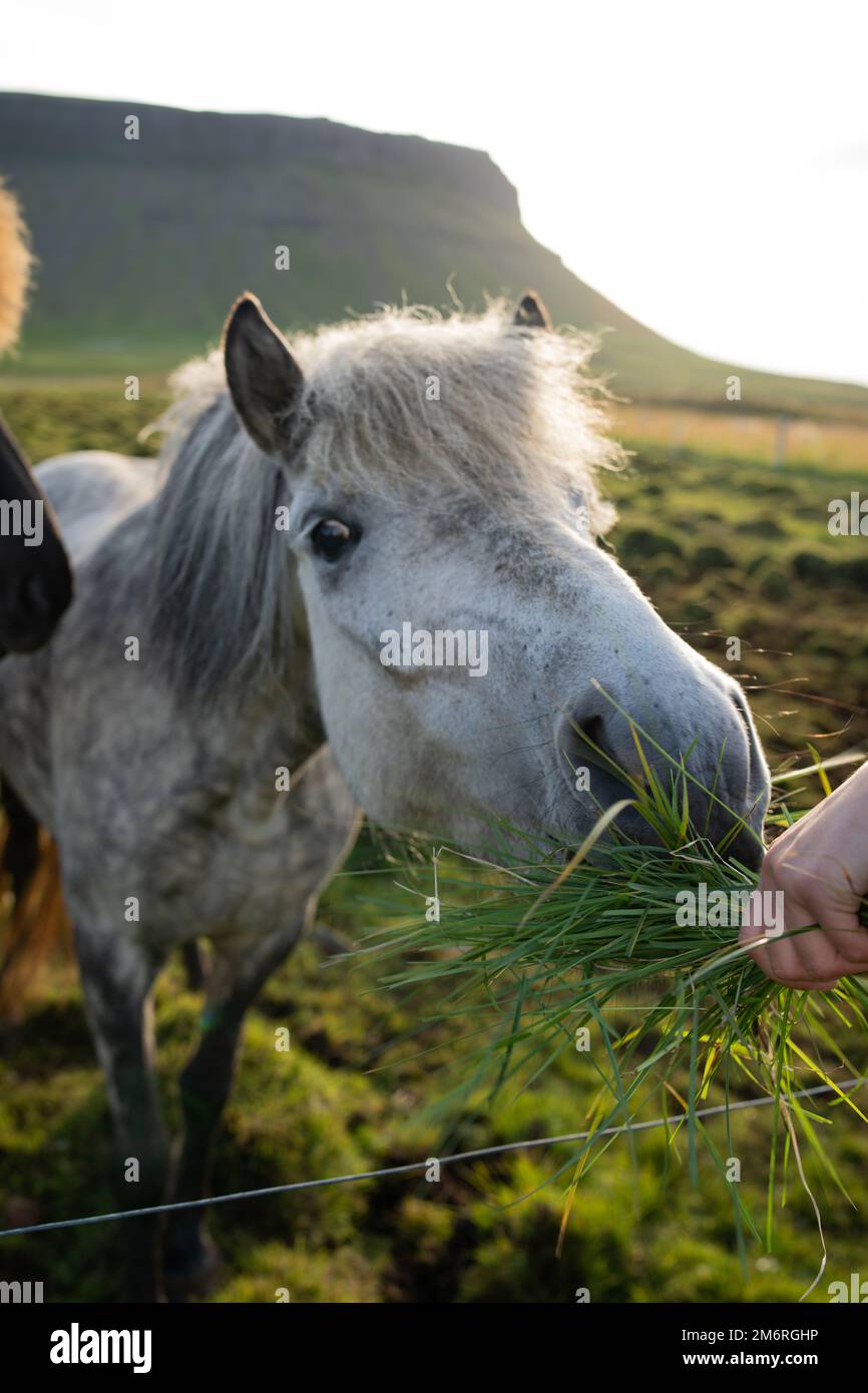 Feeding Icelandic horses grazing at the Berg Horse Farm in Iceland Stock Photo Alamy