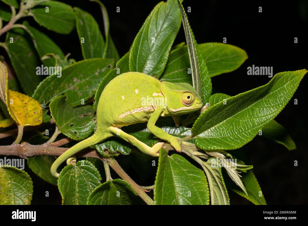 Flap-necked chameleons (Chamaeleo dilepis) Stock Photo