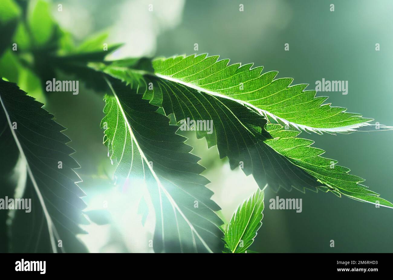 Green hemp leaves digital illustration Stock Photo