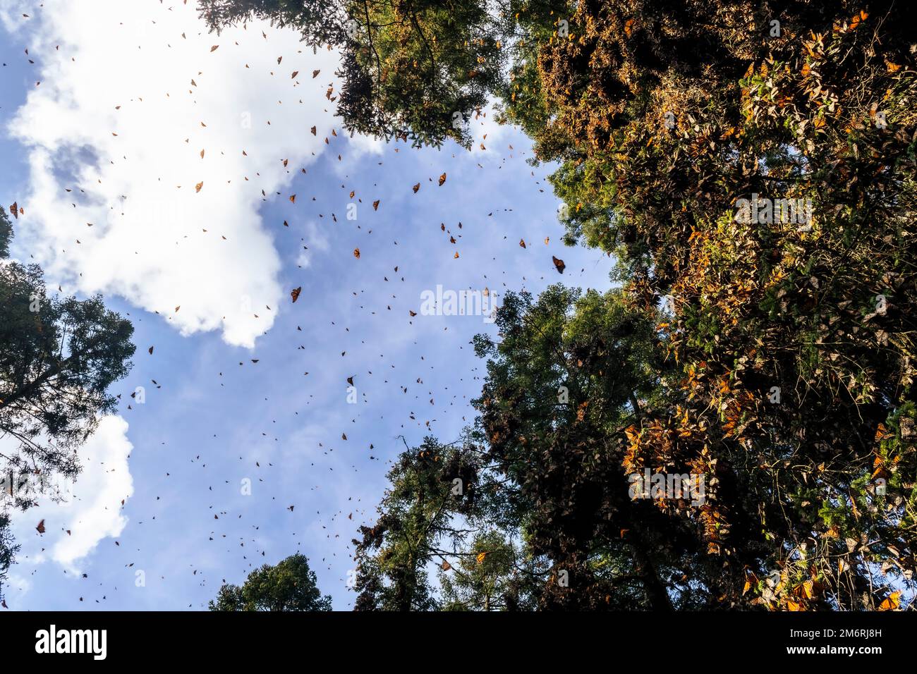 Millions of Butterflies covering trees in the Unesco site Monarch Butterfly Biosphere Reserve, El Rosario, Michoacan, Mexico Stock Photo