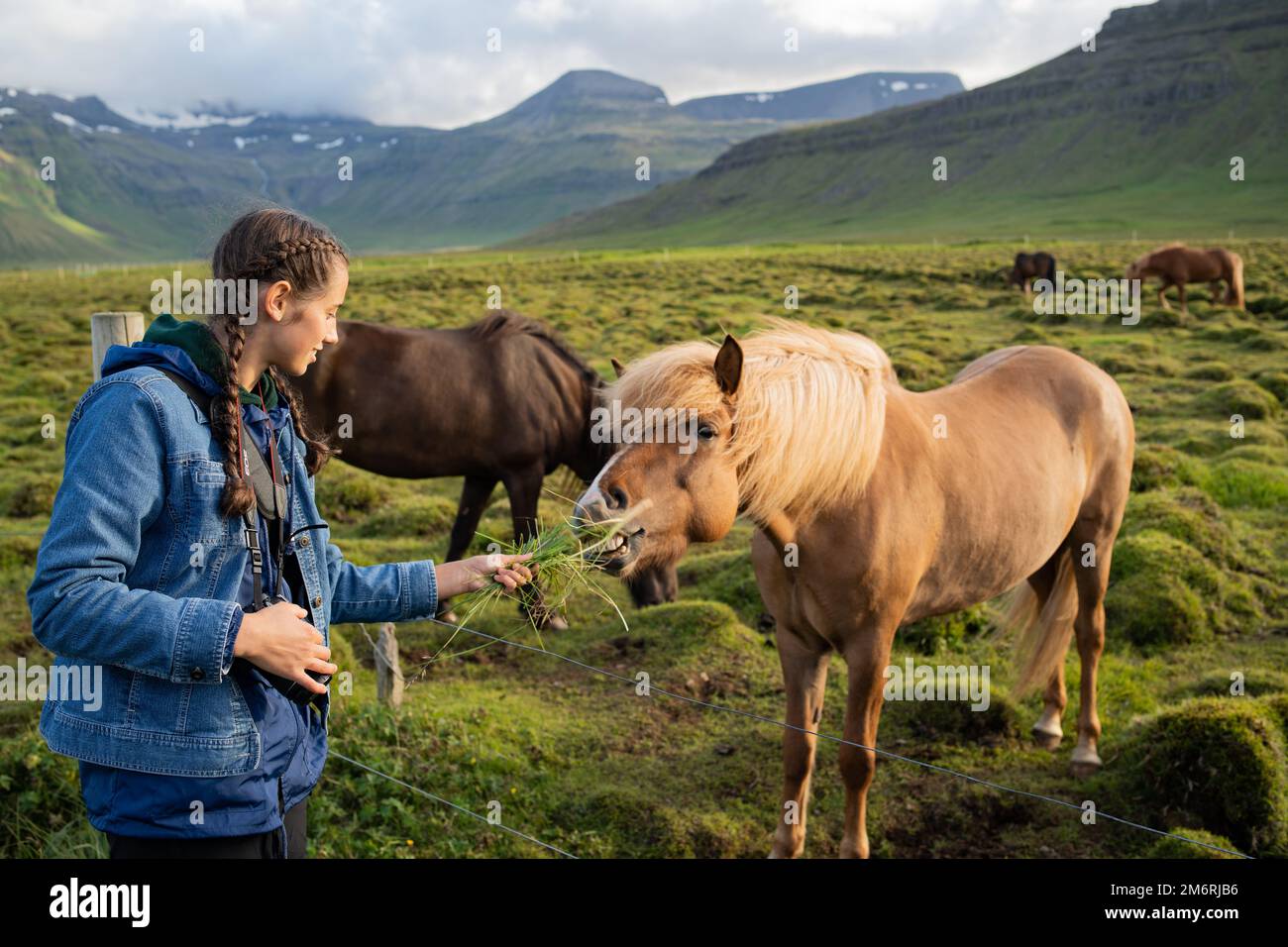Feeding Icelandic horses grazing at the Berg Horse Farm in Iceland Stock Photo Alamy