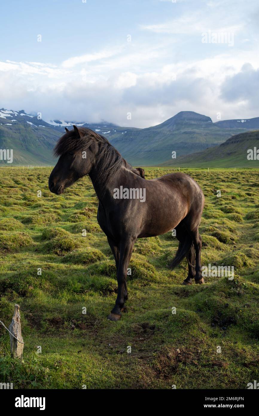 Icelandic horses grazing at the Berg Horse Farm in Iceland Stock Photo Alamy
