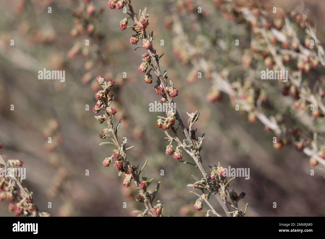 Red flowering racemose disciform head inflorescences Artemisia