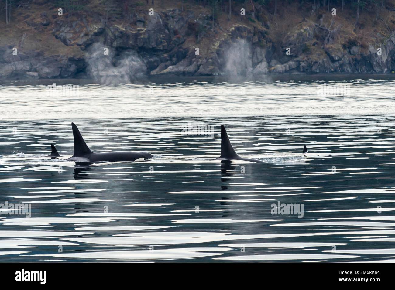 Killer whales (Orcinus orca) or orca, San Juan islands. Washington