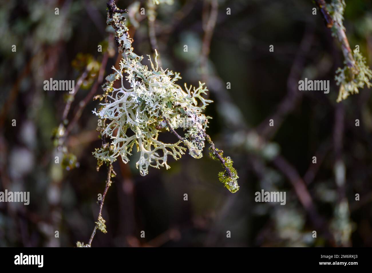 Close-up of lichen growing naturally on a branch along with moss and algae Stock Photo