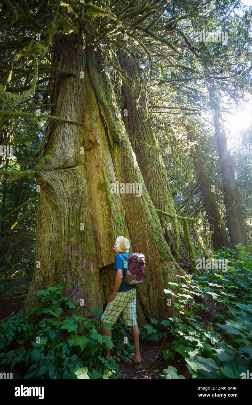 Hike in the forest Stock Photo - Alamy