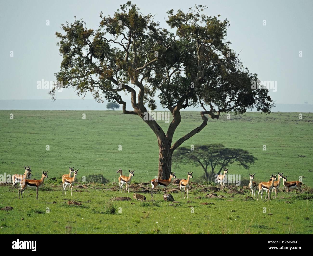 herd of wary Thomson's Gazelles (Eudorcas thomsonii) watch approaching ...