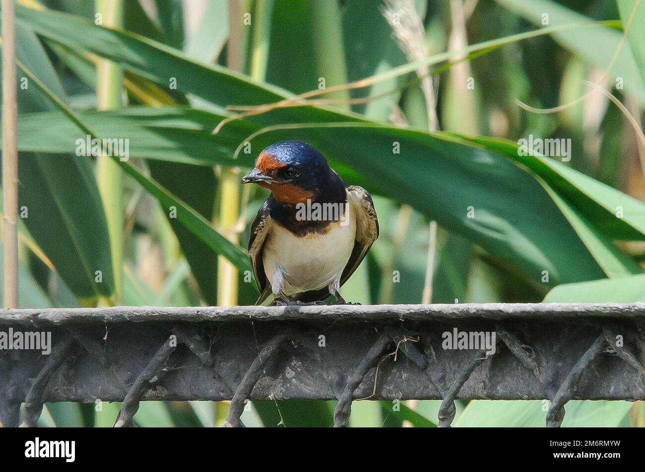 barn swallow (Hirundo rustica) is the most widespread species of
