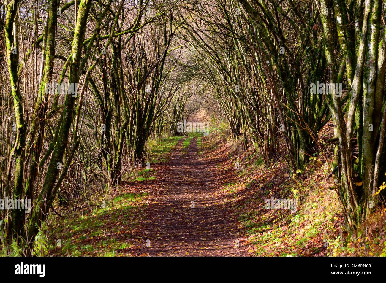 A natural tunnel over a hiking path formed by deciduous trees covered