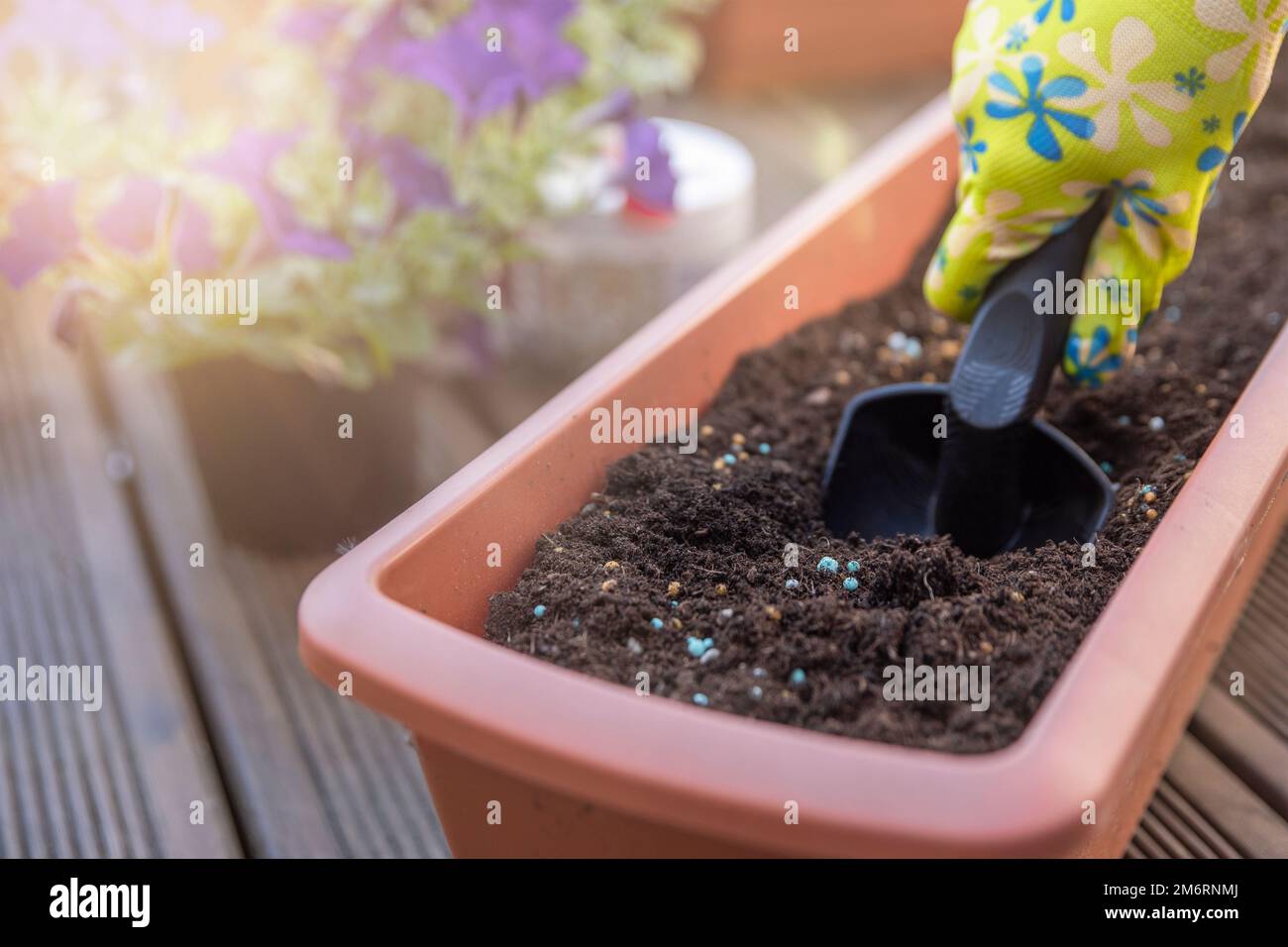 Planting flowers in spring. Planting spring flowers in pots. The hands