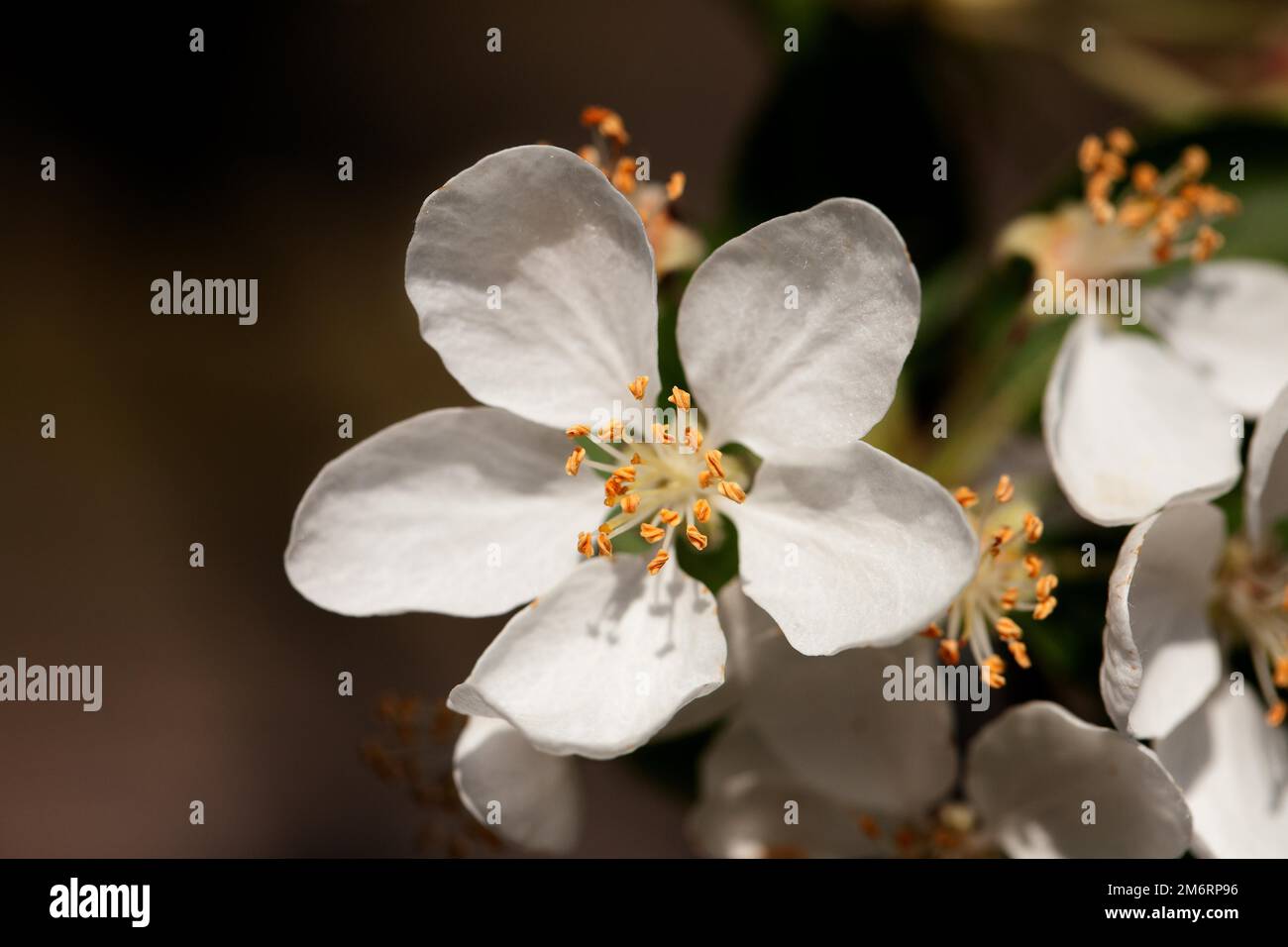 Cherry blossom in May Stock Photo Alamy