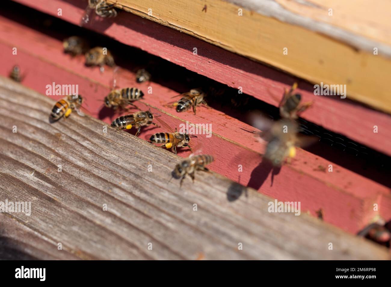 Pollen-collecting honey bees (Apis mellifera) at the hive Stock Photo ...