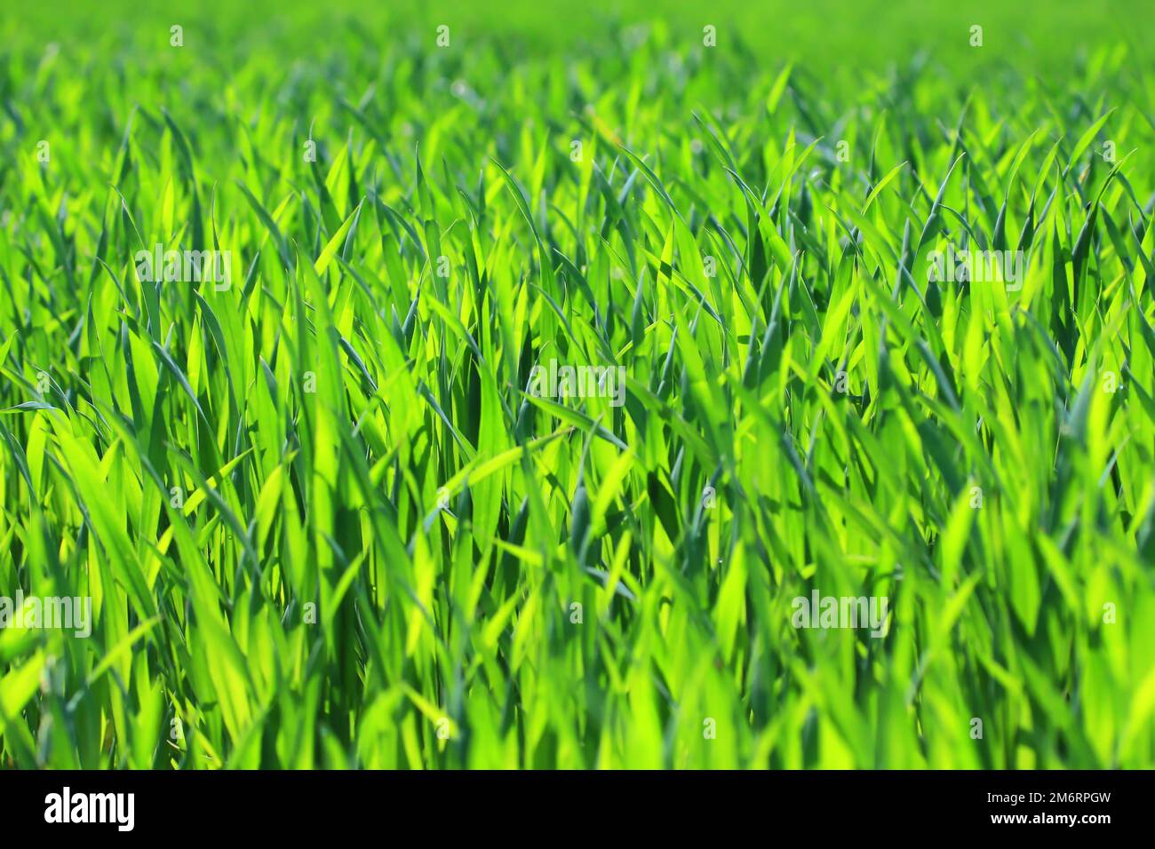 Grass as a green background Stock Photo