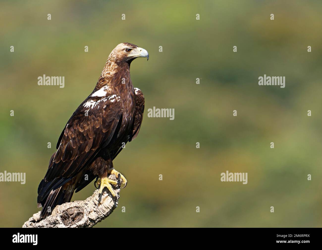 Spanish imperial eagle (Aquila adalberti) on a dry holm oak (Quercus ilex), Castilla-La Mancha, Spain Stock Photo