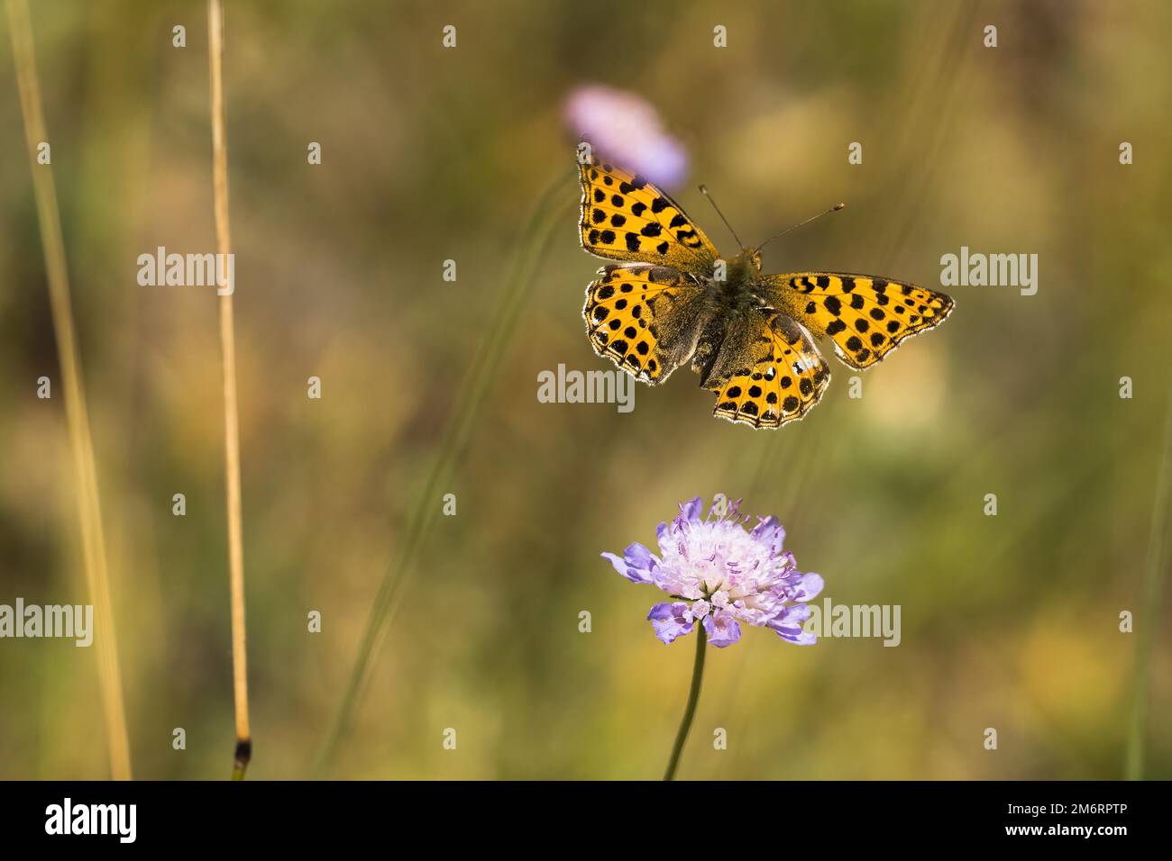 Queen of spain fritillary (Issoria lathonia), flying from (scabiosa), Hesse, Germany Stock Photo