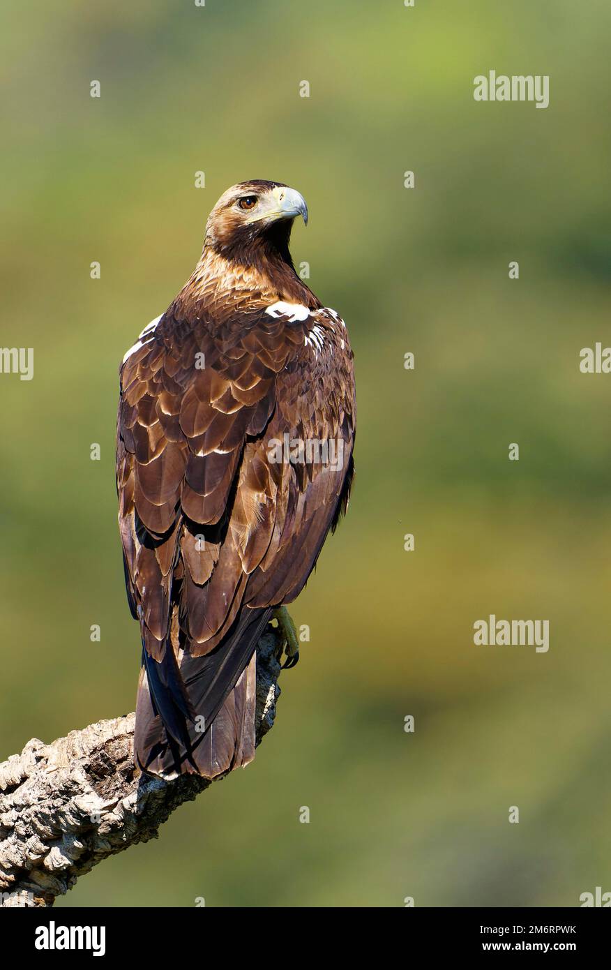 Spanish imperial eagle (Aquila adalberti) on a dry holm oak (Quercus ilex), Castilla-La Mancha, Spain Stock Photo
