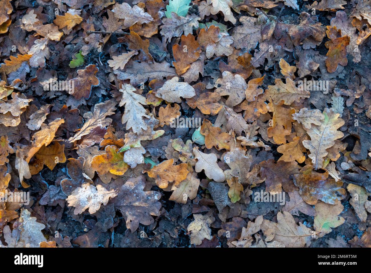 An array of  Autumn oak leaves on the ground  with muted colours  and   a dusting of snow and ice crystals in mid December Stock Photo